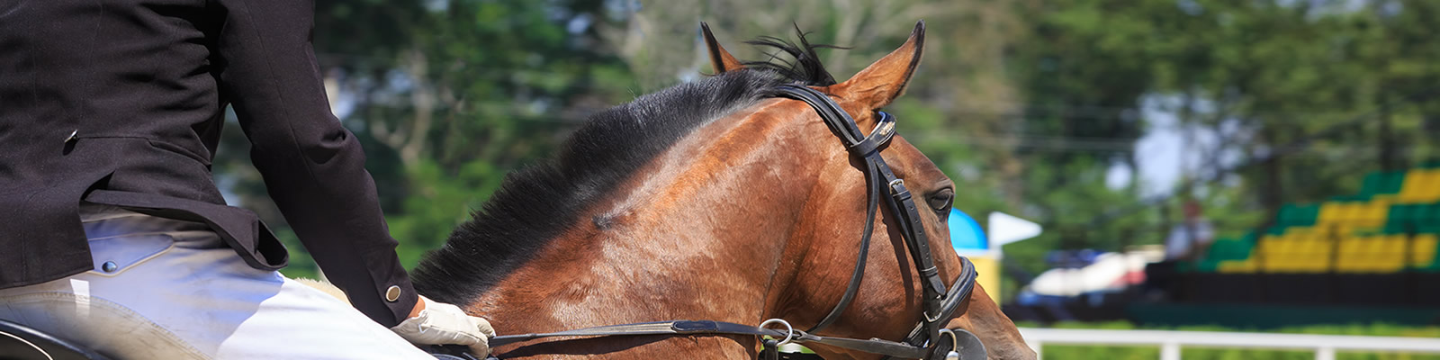 WaiverForm for Equine Riding Schools and Coaches